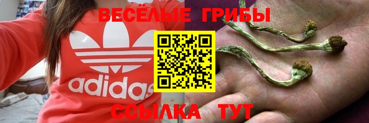 Галлюциногенные грибы Psilocybe  наркотики  Советск  Вход с VPN 